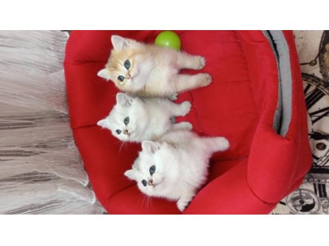 British shorthair yavrularımız yeni yuvasını arıyor