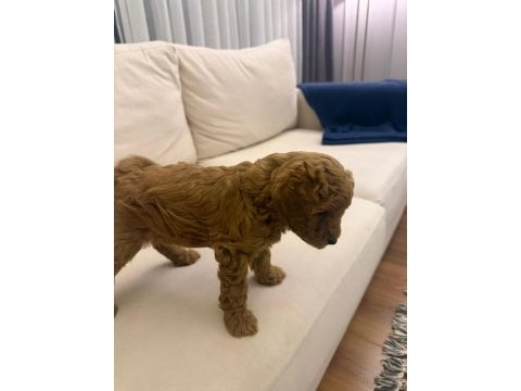 Wc eğitimli  toy poodle yavruları