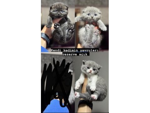 A kalite ırk sağlık garantili scottish fold yavrular