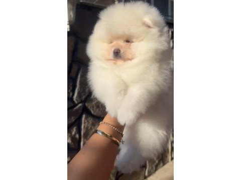 Türkiyenin show pomeranian bebekleri