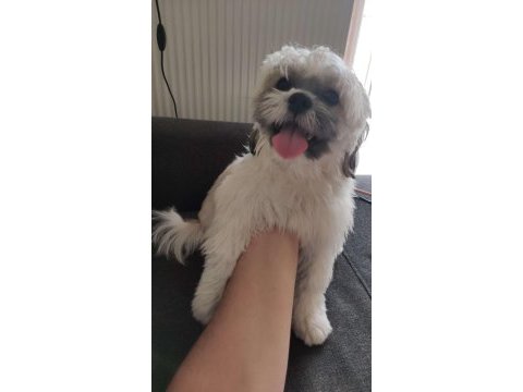 Safkan dişi shih tzu evayı sahiplendiriyorum