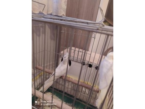 1 albino kırmızı göz bir latino kırmızı göz sultan