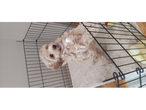 İzmir erkek maltipoo