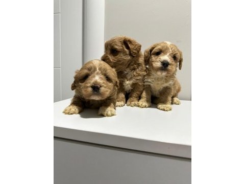 Poodle ayarı da maltipoo