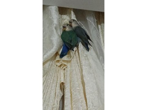 Yavru sevda papağanı