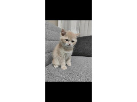 British shorthair krem dişi yavru