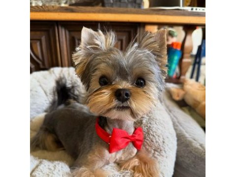 Micro kore yorkshire terrier