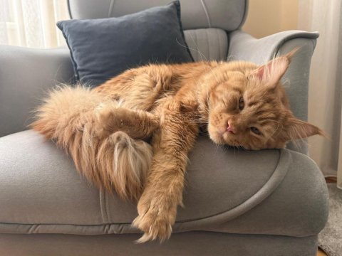Maine coon 1 yaşında erkek