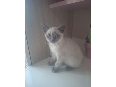 4 aylık dişi british shorthair