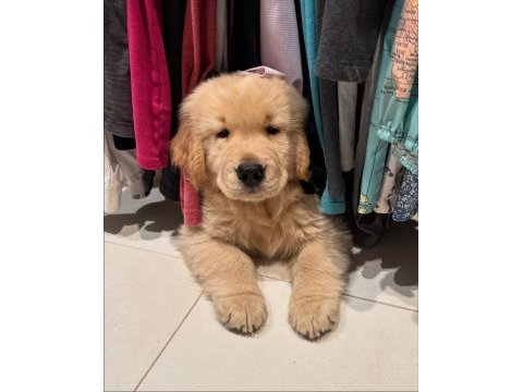 Golden retriever kapıda ödemeli çiftlik kredi kartı geçer