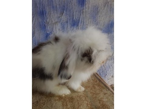 Hollanda teddy lop anaç tavşanlar