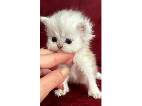 Safkan british longhair golden bebekler
