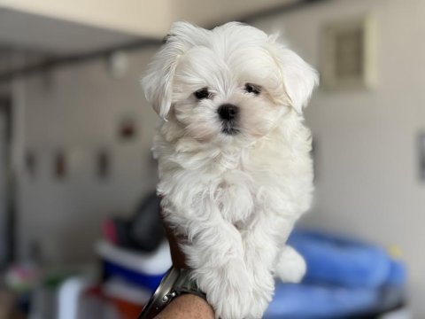 Petmode köpek çiftliğinden tea cup kore kan maltese