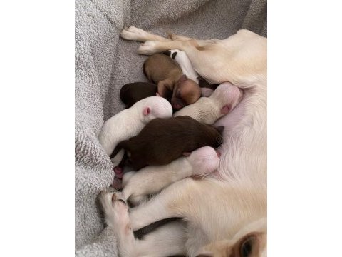 28 mart doğumlu chihuahua`lar