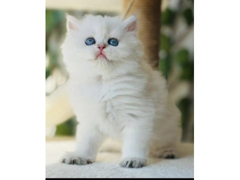 Sıra dışı güzellikte british shorthair bir prenses
