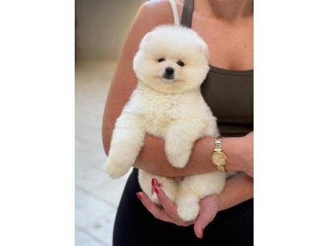 Ayıcık surat pomeranian boo