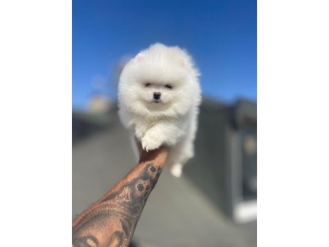 Safkan ırk ve sağlık garantili pomeranian boo
