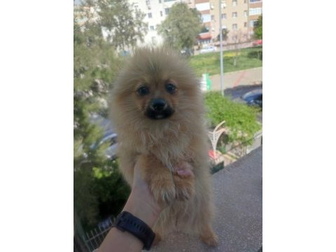 Temel itaat eğitimli pomeranian yavrular