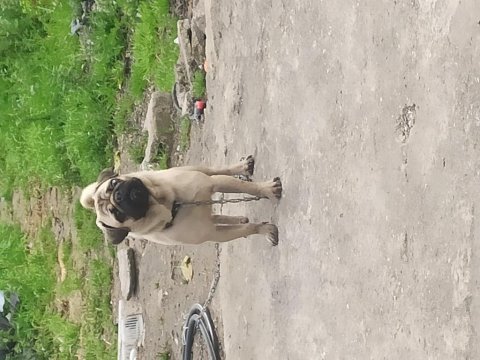 1 yaşında pug onunla ilgilenebilecek birini arıyoruz