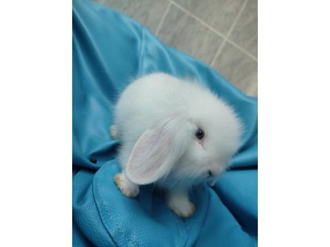 Safkan hollanda lop tavşanı dişi prenses bebiş