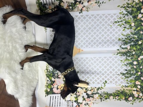 Operasyonlu asil doberman kanlar