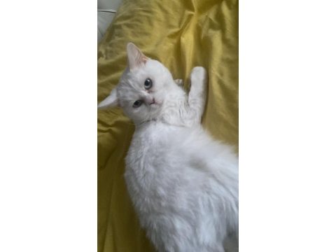 1 yaşında kısırlaştırılmış erkek british shorthair