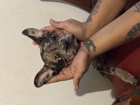 En nadir desen french bulldog merle