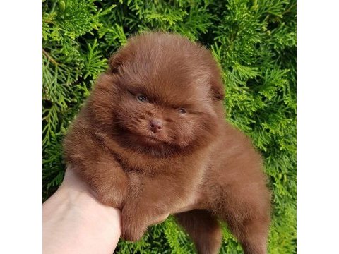 Pomeranian boo yavrularımız