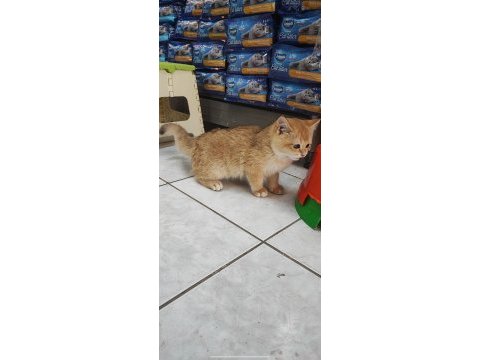3.5 aylık erkek british shorthair golden
