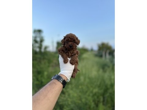 Sağlık ve ırk garantili toy poodle yavrularımız 