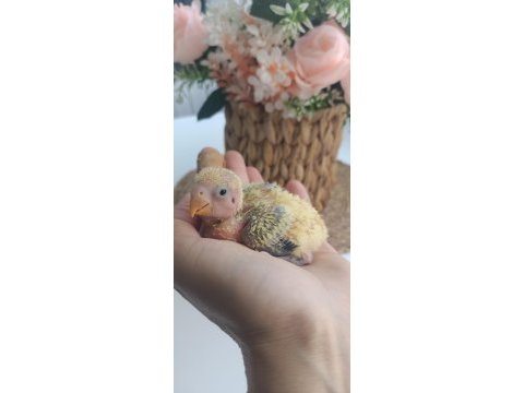 Sevda papağanı tek yavru