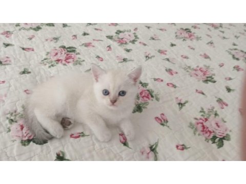 Saf kan british shorthair yavrular