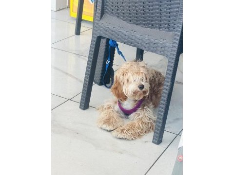 7 aylık maltipoo dişi