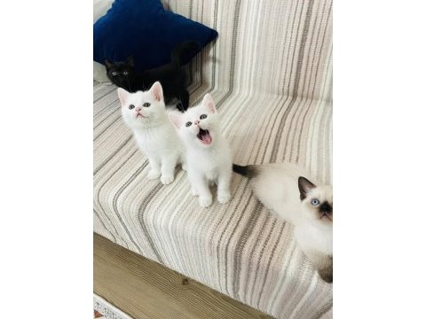 Safkan british shorthair