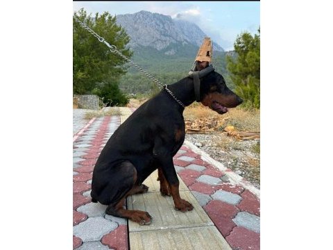 A class fcı kıf şecereli doberman son yavru
