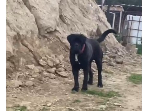 Cane corso köpeği yavrular