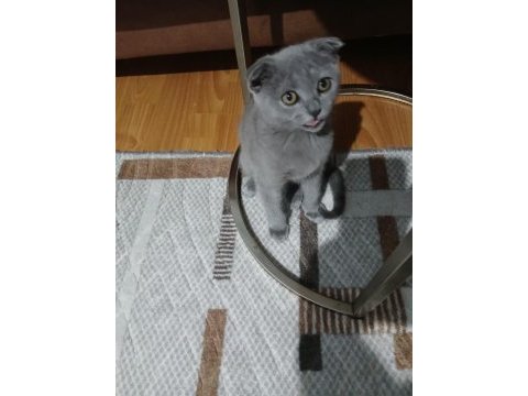 Scottish fold kedimiz dişi