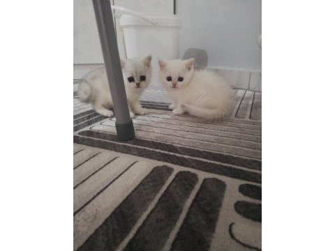 British shorthair yavrulara ömürlük yuva aranıyor