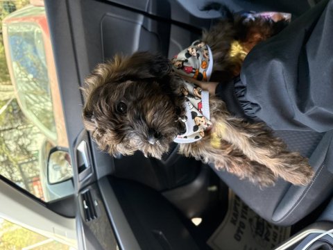 3 buçuk aylık morkie dişi