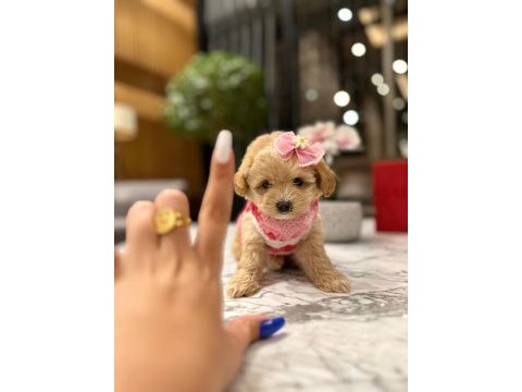Güzeller güzeli 0 boy kore maltipoo kattie