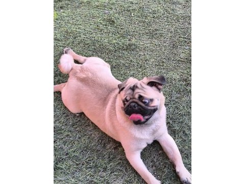 Orjinal pug