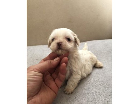 A kalite ırk ve sağlık garantili beyaz renk dişi şitsu