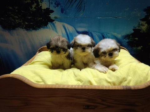 Efsane shih tzu yavrularım
