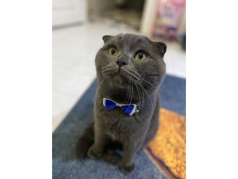 Ücretsiz sahiplendirilecek scottish fold