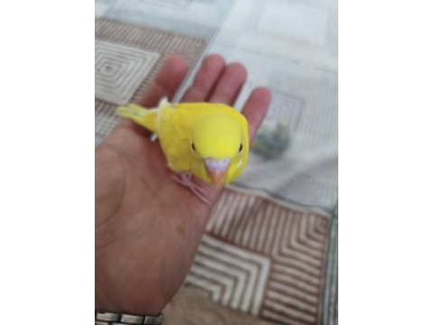 Satılık yeni yeme düşmüş muhabbet kuşu