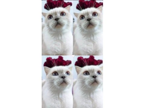 Scottish fold kızımıza yeni yuva arıyoruz