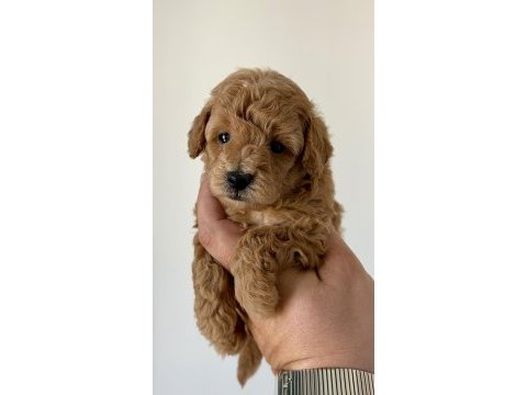 Teacup toy poodle