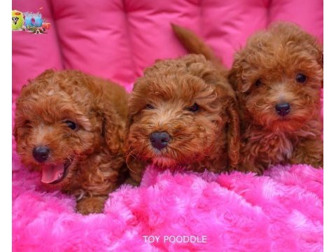 Toy poodle bebeklerimiz ailelerini bekliyor