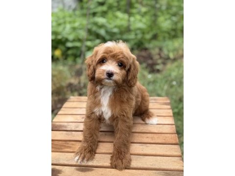 Party colour erkek üst düzey maltipoo