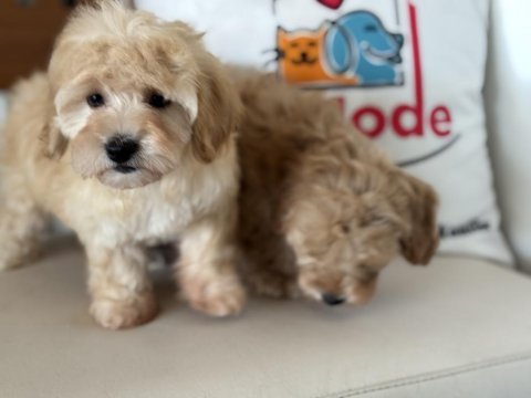 Petmode köpek çiftliğinden maltipoo yavrularımız